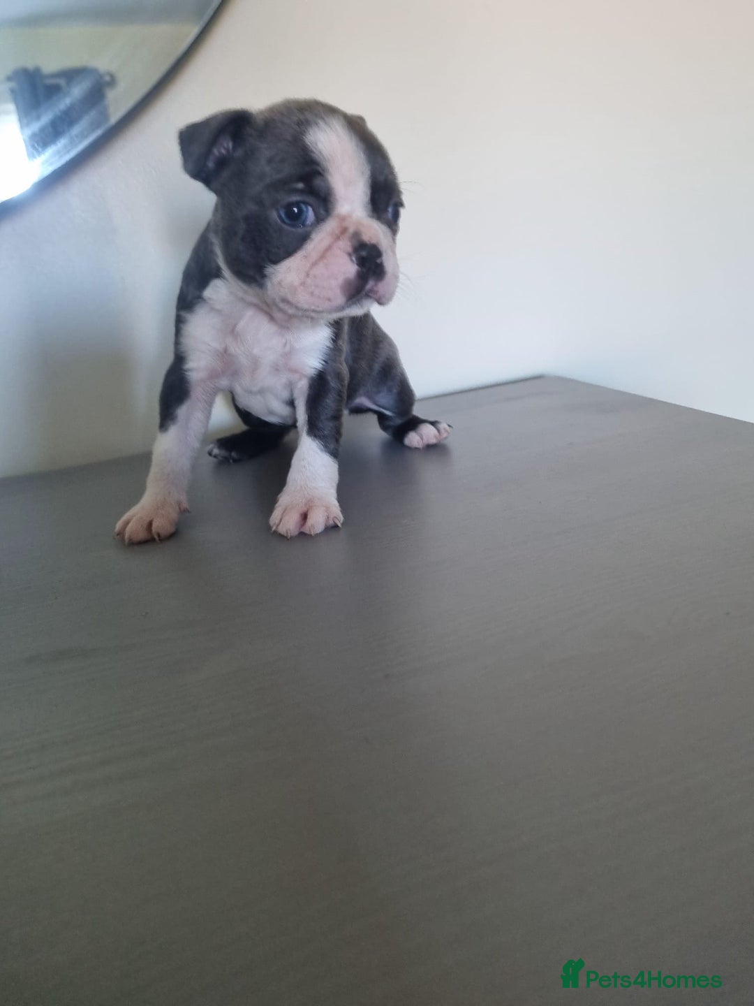 Boston Terrier dogs for sale: Last remaining Blue Boston girl - Image 25