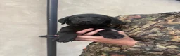 Labrador Retriever dogs for sale: KC Labrador dog pup for sale - Advert 3
