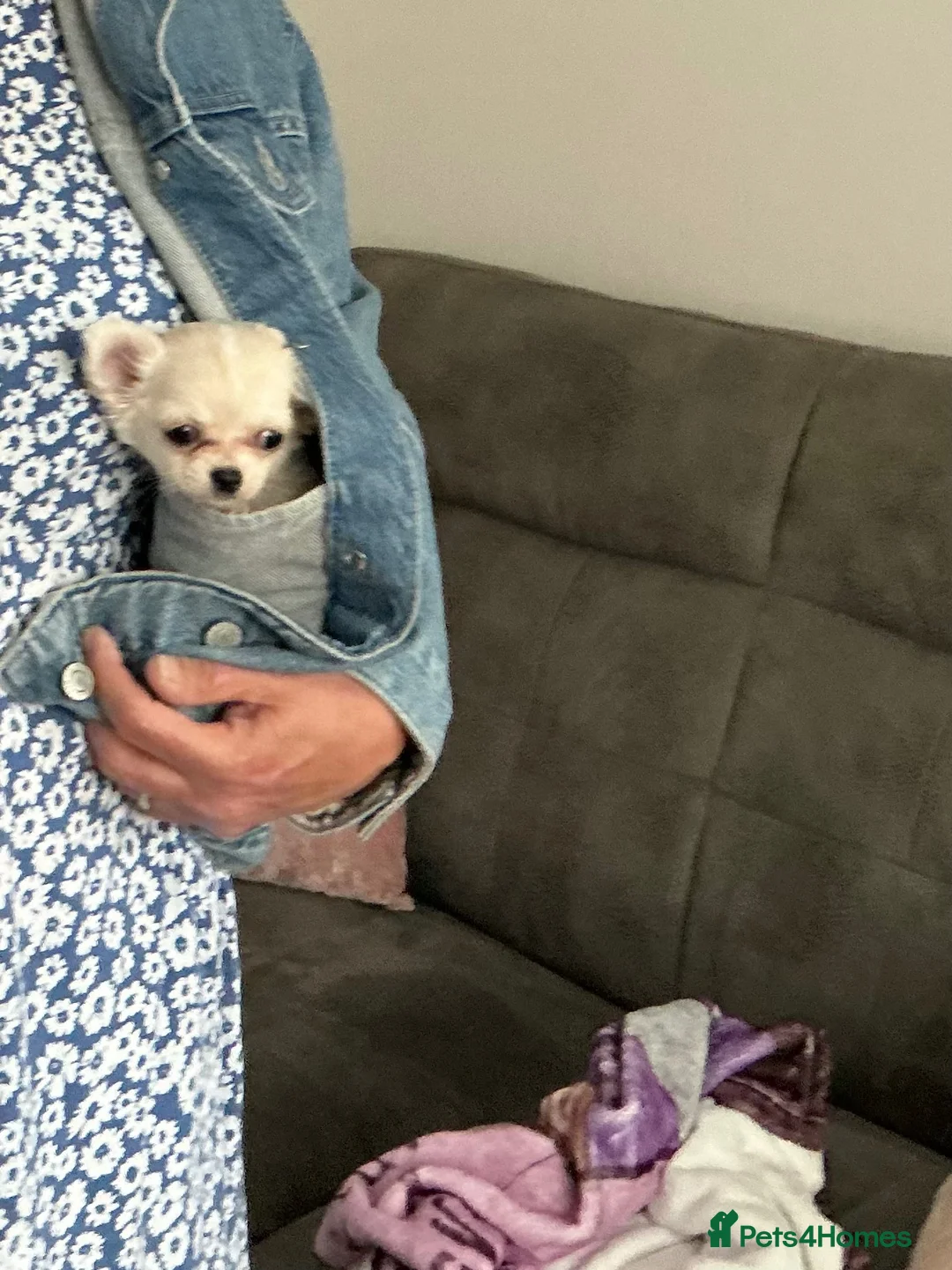 Chihuahua dogs for sale: Female chihuahua puppy  - Advert 1