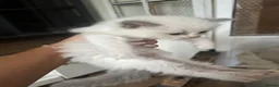 Ragdoll cats for sale: Stunning ragdoll babies for sale  - Advert 7