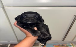 Cockapoo dogs for sale: F2 cockapoo puppies - Image 12