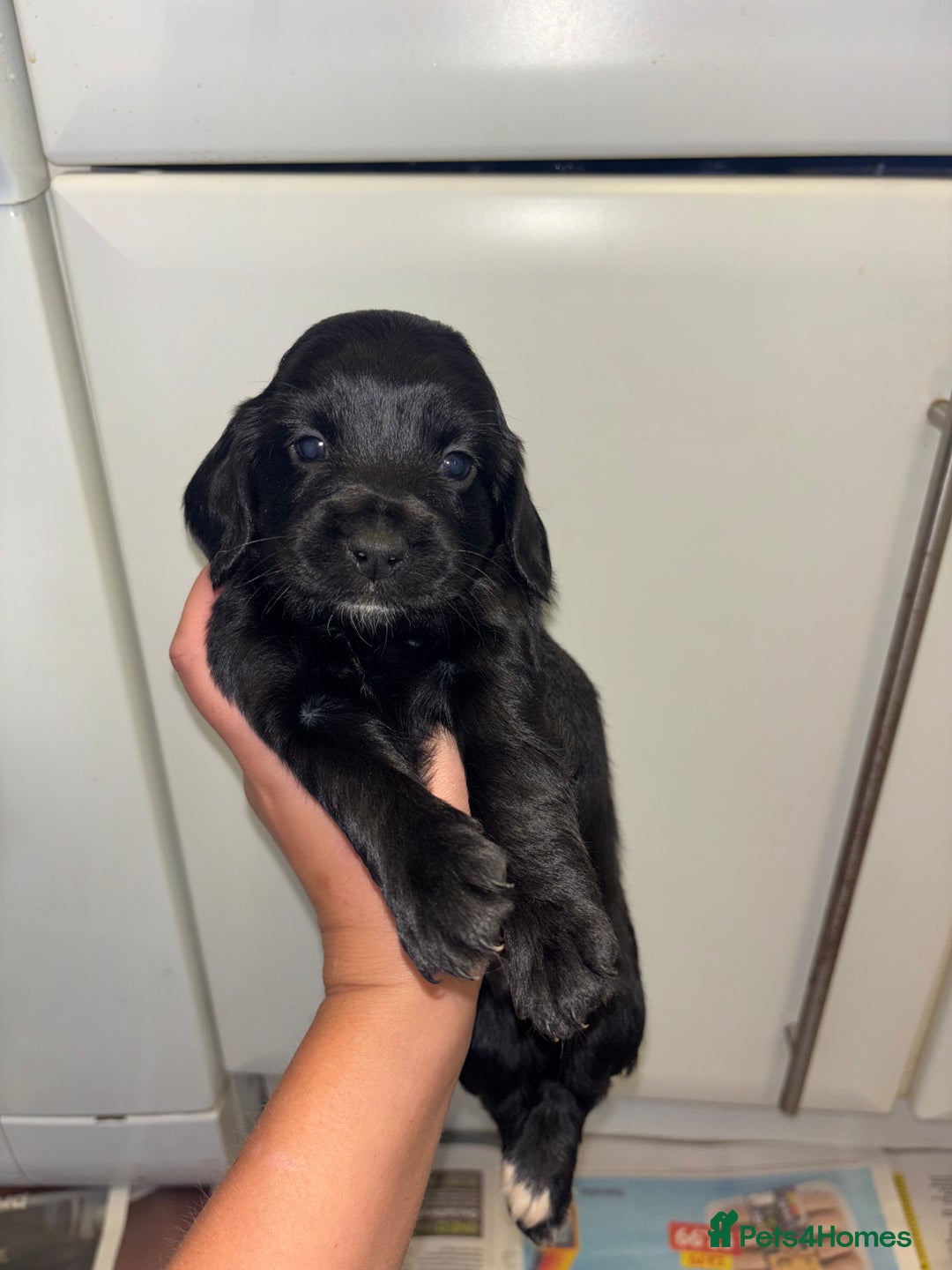 Cockapoo dogs for sale: F2 cockapoo puppies - Image 12
