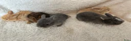 Mini Lop rabbits for sale: Mini lop - Advert 8