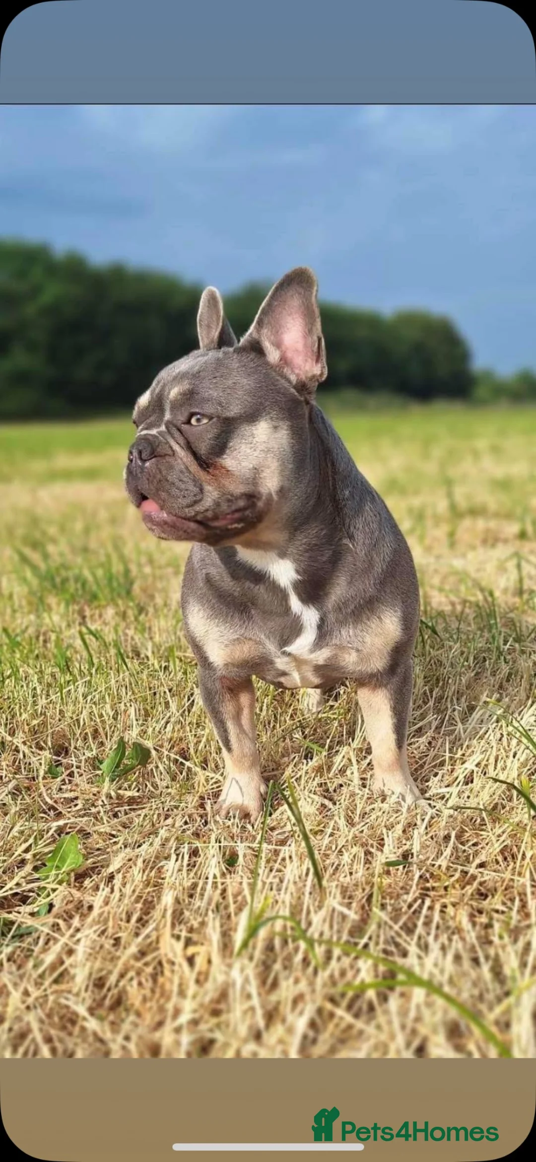 Mixed Breed dogs for sale: Frenchie’s x Staffies in Umberleigh - Advert 1