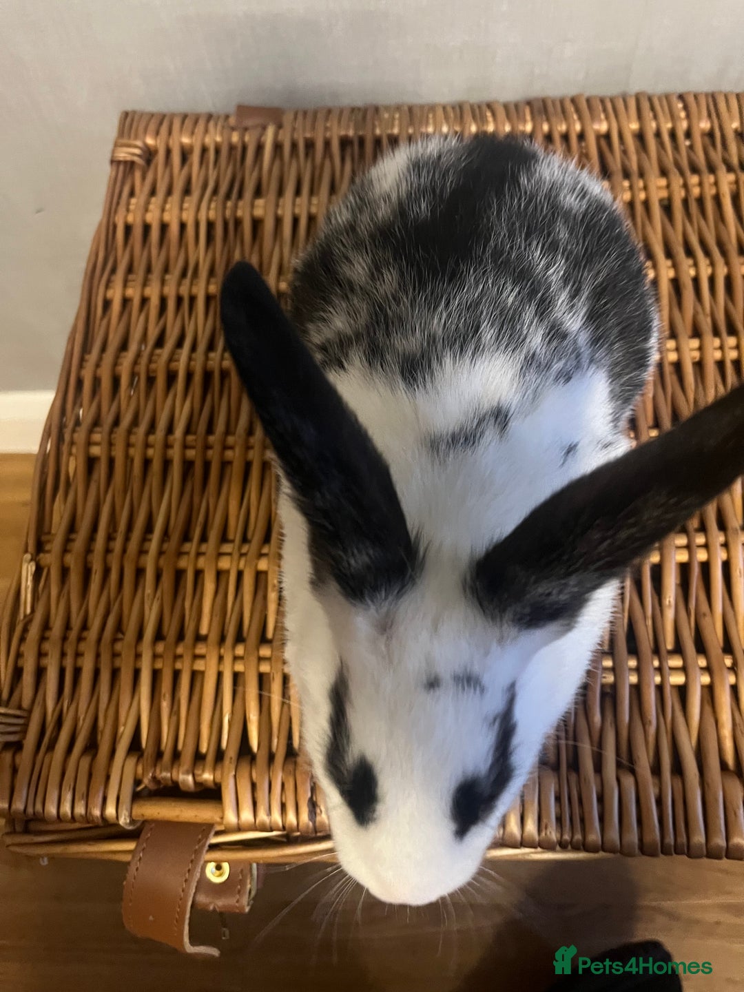 English Spot rabbits for sale: Baby English fancy rabbits - Advert 14