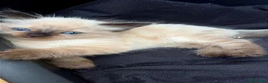 Ragdoll 1