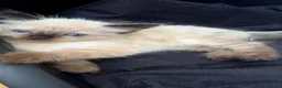 Ragdoll cats for sale: Two Beautiful Male Ragdolls For Sale🩵 in Sutton Coldfield - Advert 2