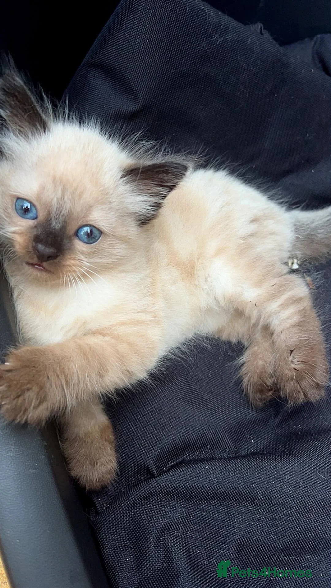 Ragdoll cats for sale: Two Beautiful Male Ragdolls For Sale🩵 in Sutton Coldfield - Advert 2