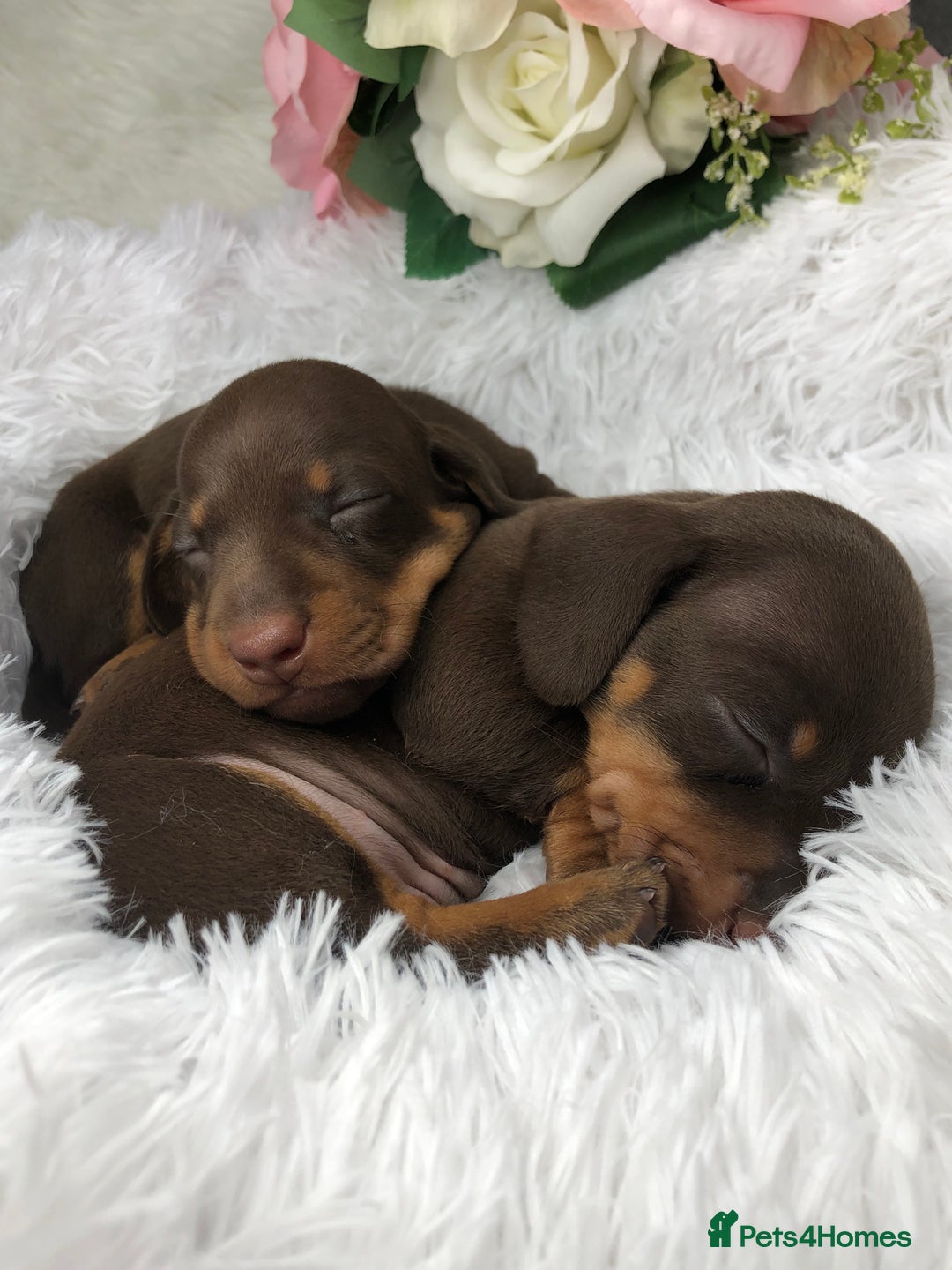 Miniature Dachshund dogs for sale: 🐾𝕊𝕞𝕠𝕠𝕥𝕙 𝕙𝕒𝕚𝕣𝕖𝕕 𝕡𝕦𝕡𝕡𝕚𝕖𝕤🐾 - Image 9