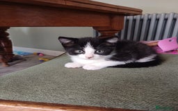 Domestic Shorthair cats for sale: Black and white kittens - Image 2