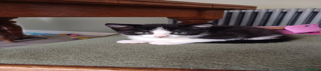 Domestic Shorthair Kitten 1