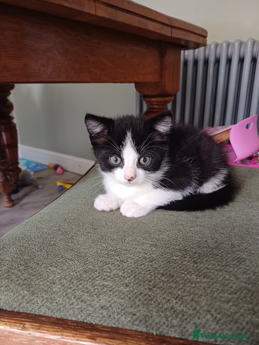 Domestic Shorthair cats for sale: Black and white kittens - Image 2