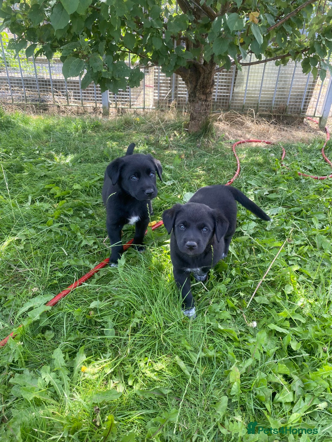 Borador dogs for sale: Perfect Collie x Lab Puppies! Perfect Family Pets - Image 14