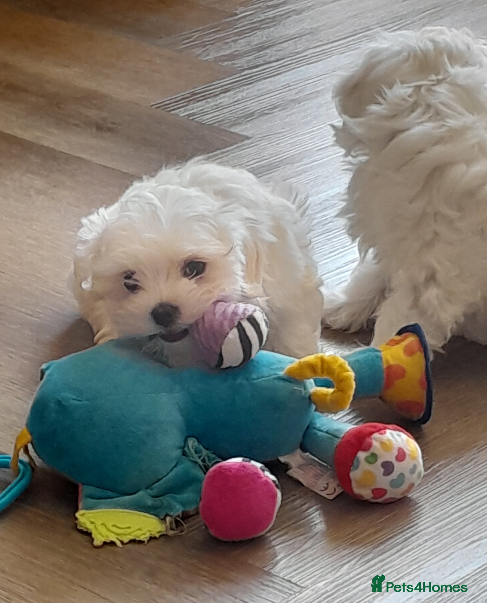 Maltese dogs Two beautiful pedigree Maltese boys left - Advert 1