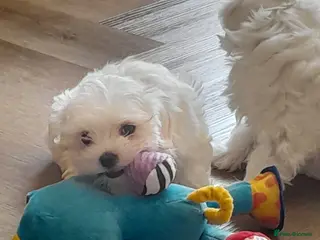Maltese dogs Two beautiful pedigree Maltese boys left - Advert 1