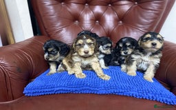 Cockapoo dogs for sale: F1 Gen Cockapoo Puppies - Image 18