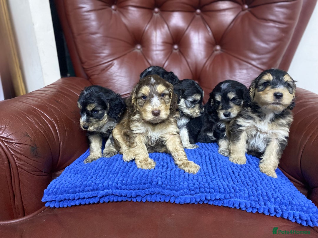 Cockapoo dogs for sale: F1 Gen Cockapoo Puppies - Image 18