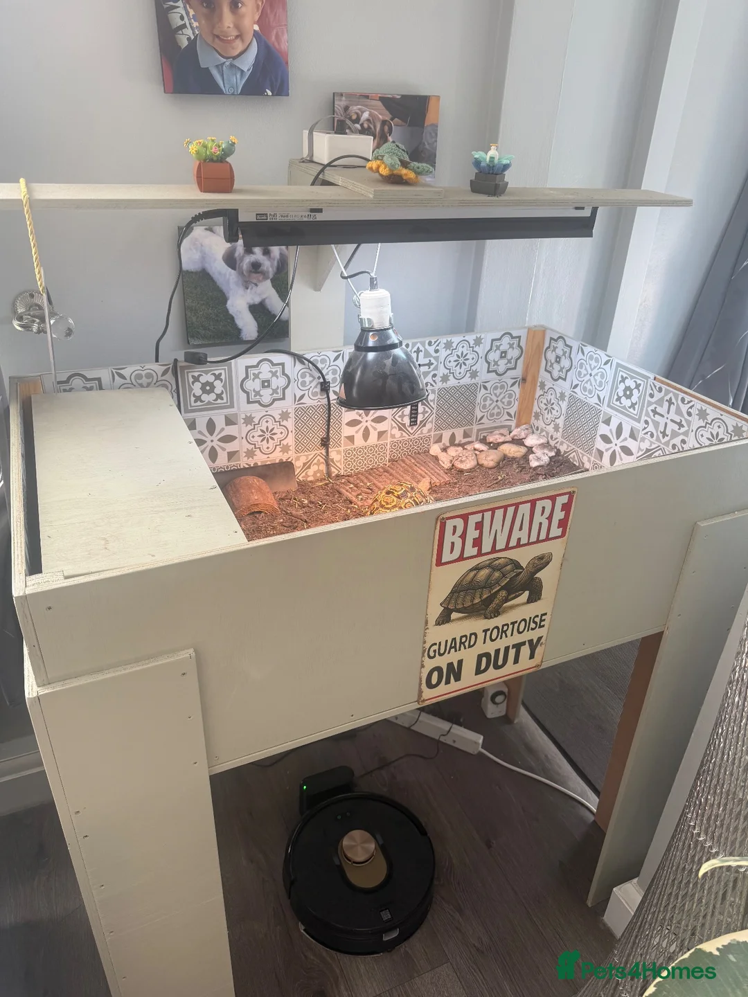 Tortoise reptiles for sale: Leopard tortoises and table plus lights  - Advert 2