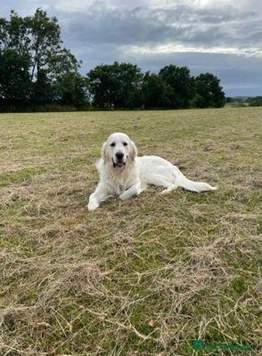 Golden Retriever dogs for sale: Needing forever home - Advert 2