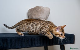 Bengal cats for sale: Stunning Bengal Girl- Top TICA pedigree- Ready NOW - Advert 15