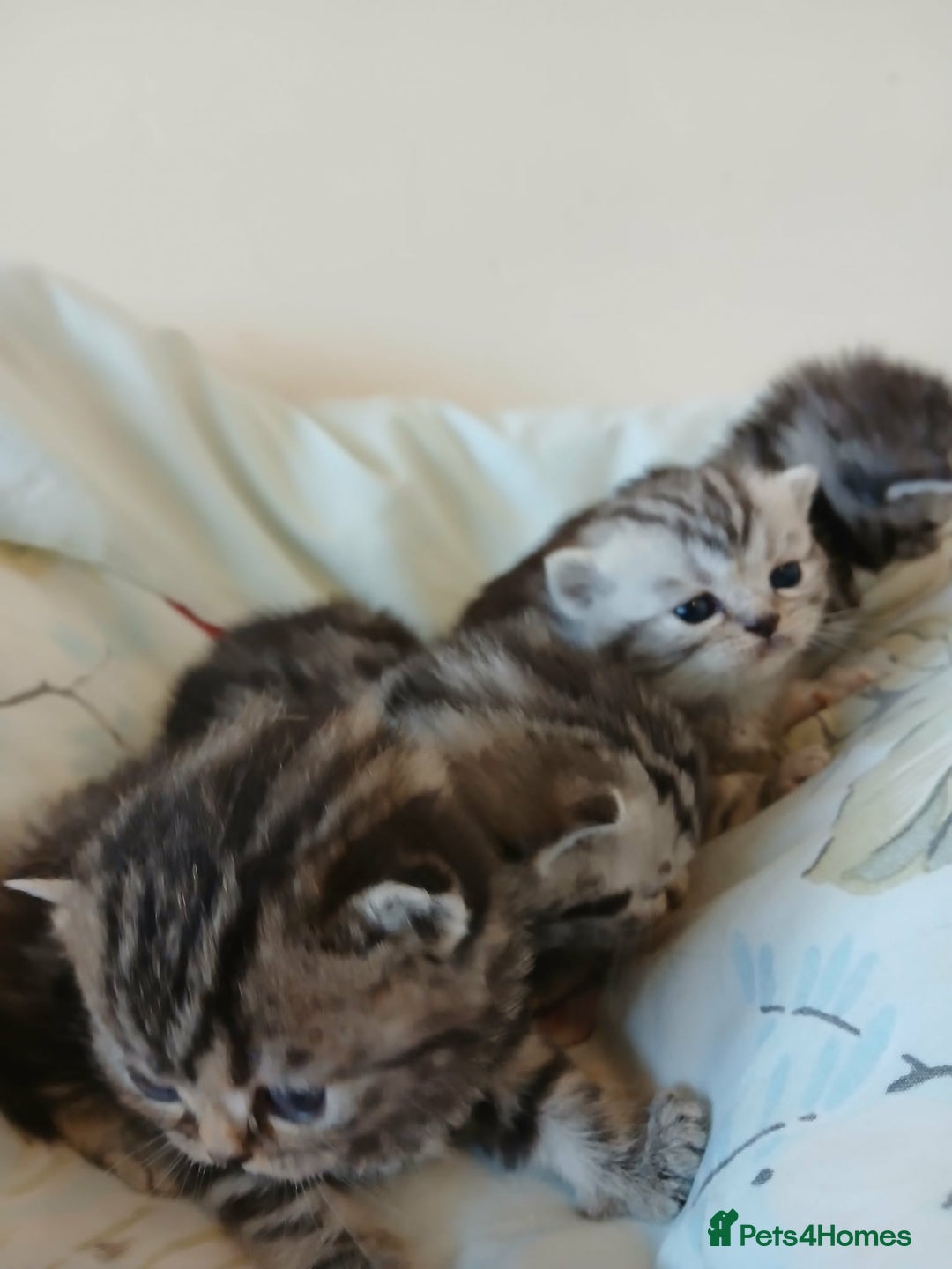 British Shorthair cats for sale: Bsh. Silver Tabby Classic .GCCF . - Advert 3