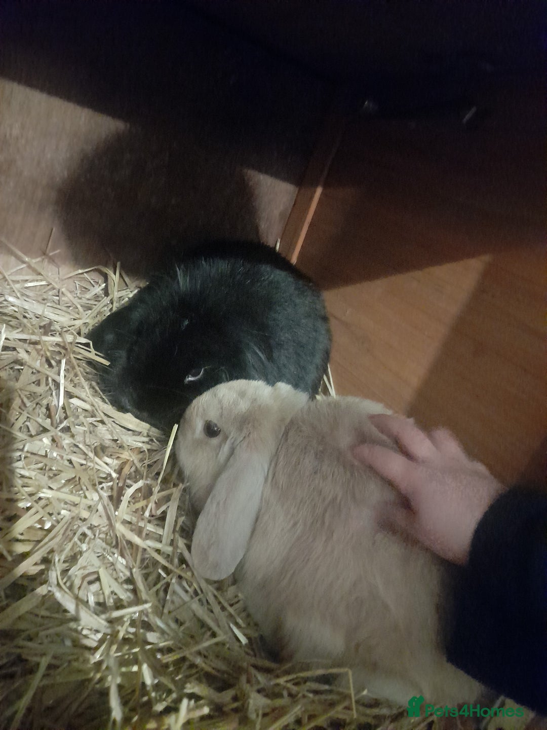 Mixed Breed rabbits for sale: 2 girls £50 for both  - Advert 13