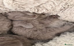 British Shorthair cats for sale: British Shorthair Kittens  - Image 21