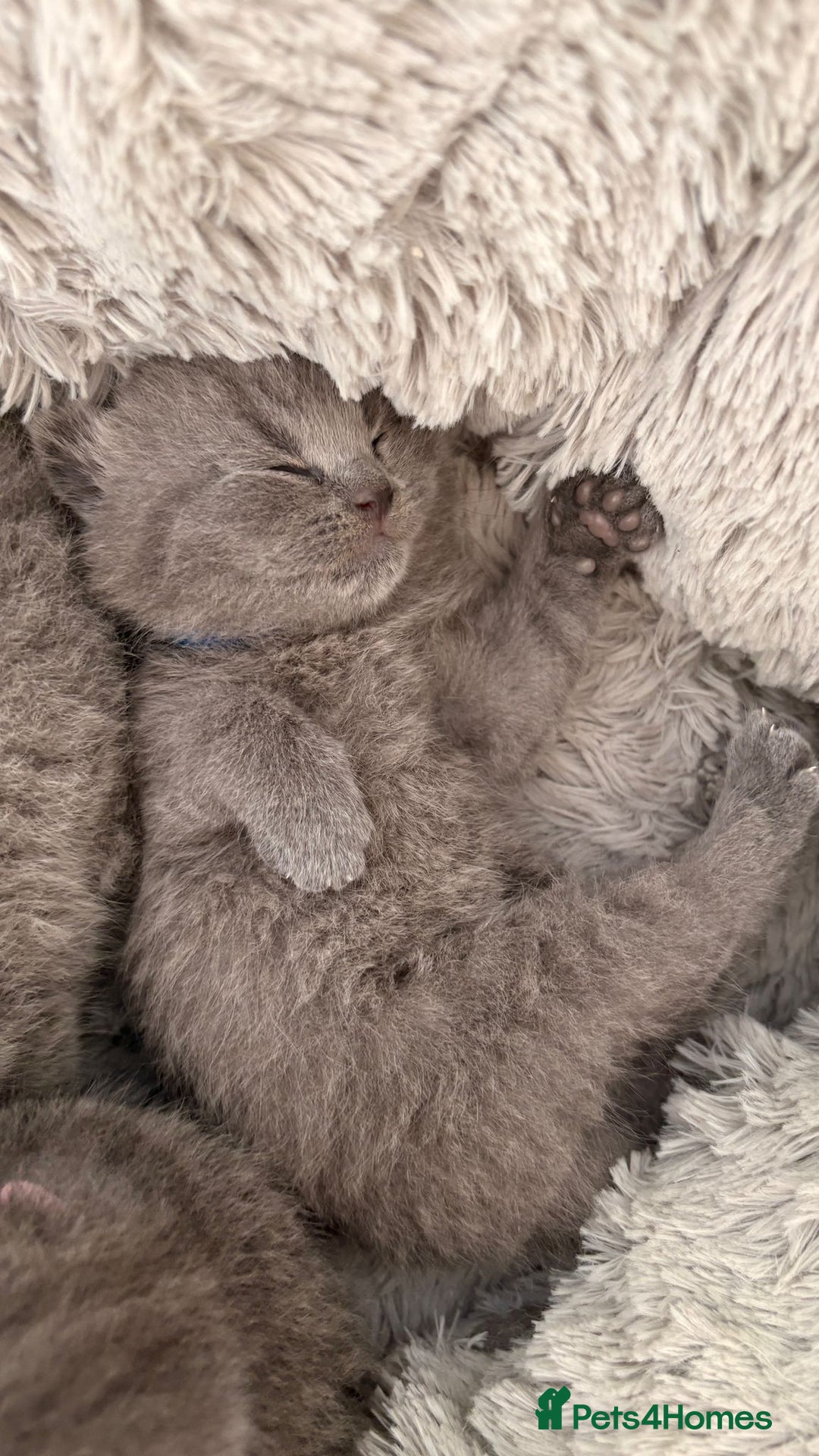 British Shorthair cats for sale: British Shorthair Kittens  - Image 21