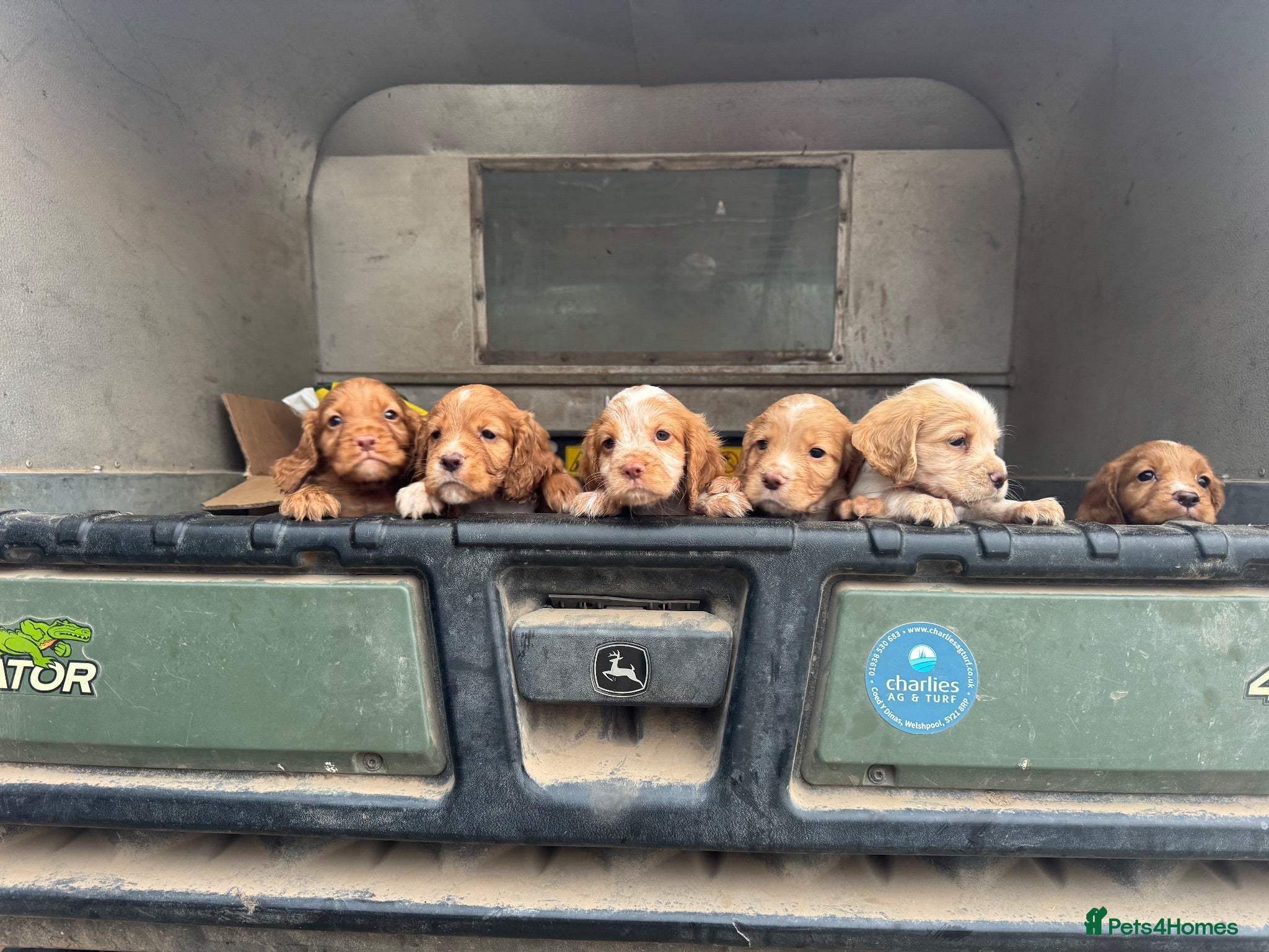 Cocker Spaniel dogs Working Cocker Spaniel Puppies  - Advert 1
