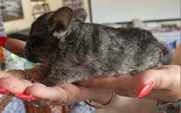 Chinchilla rodents for sale: Female Chinchilla Kit - Image 7