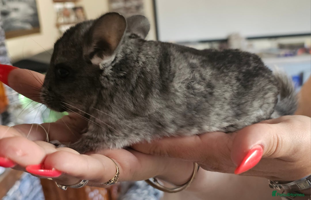 Chinchilla rodents for sale: Female Chinchilla Kit - Image 7