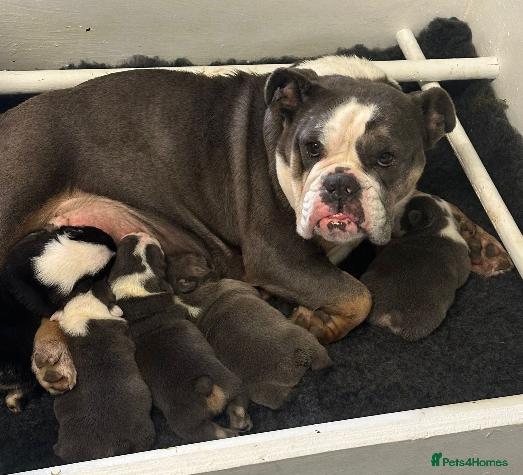 English Bulldog dogs Bulldog puppies  in Goole - Advert 1