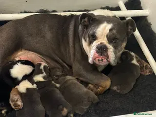 English Bulldog dogs Bulldog puppies in Goole - Advert 1