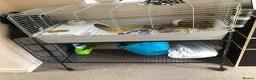 Guinea Pig rodents for sale: 2 female Guinea pigs  in Darlington - Advert 4