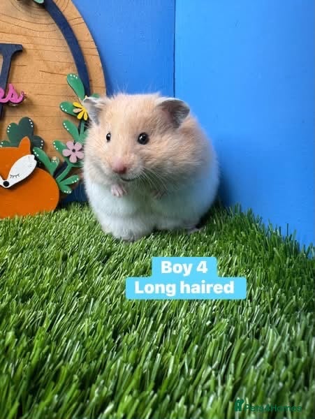 Hamster rodents Syrian Hamster Baby Boy Male Pedigree - Advert 2