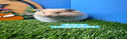 Hamster rodents for sale: Syrian Hamster Baby Boy Male Pedigree - Advert 2