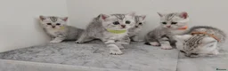 British Shorthair cats for sale: 🏆 Silver British Shorthairs pedigree 🏆  - Advert 6