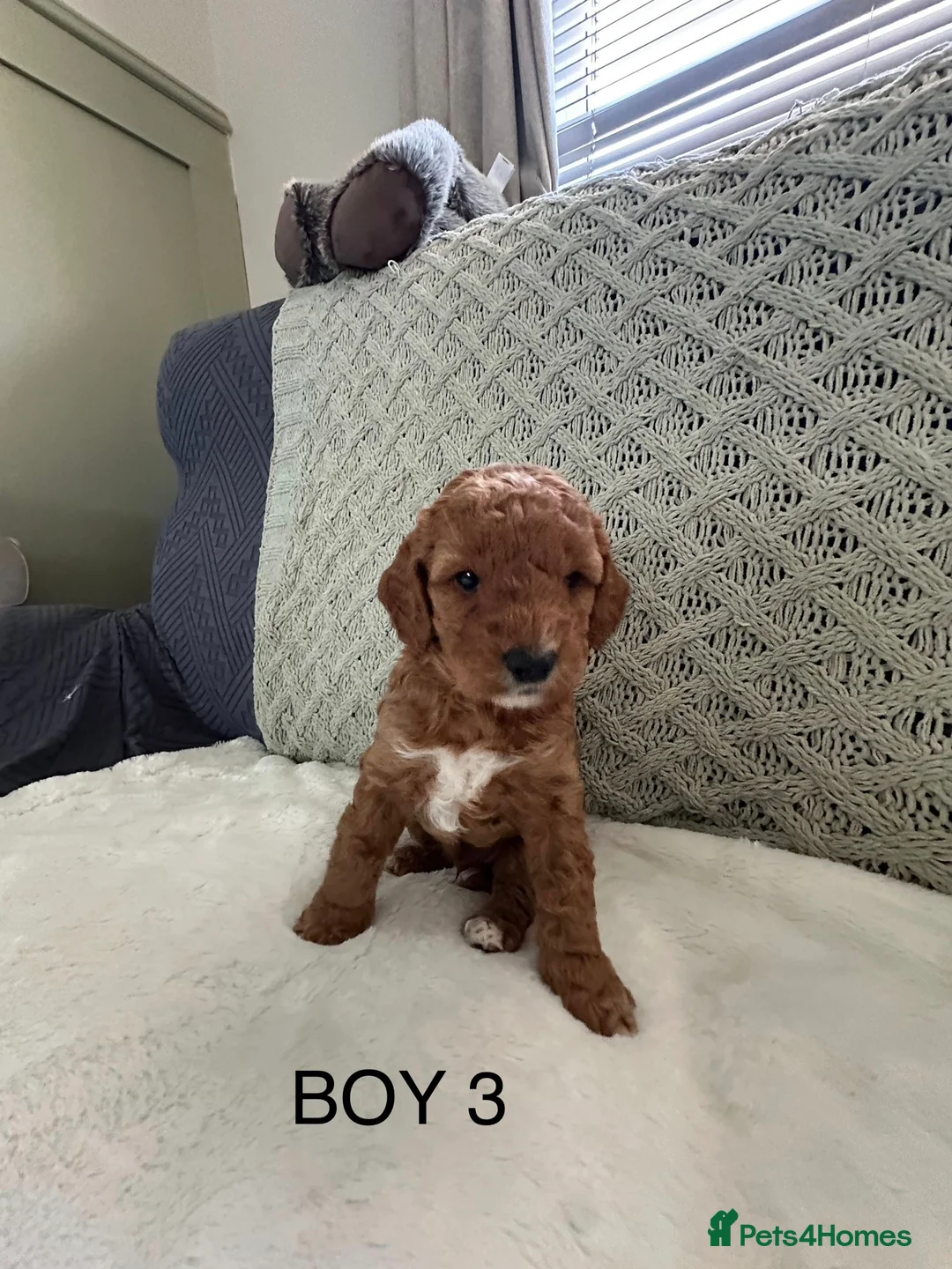 Cockapoo dogs for sale: Beautiful F2 Cockapoo Puppies - Advert 13