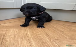 Mixed Breed dogs for sale: Beautiful pointer lab puppies!  - Image 28