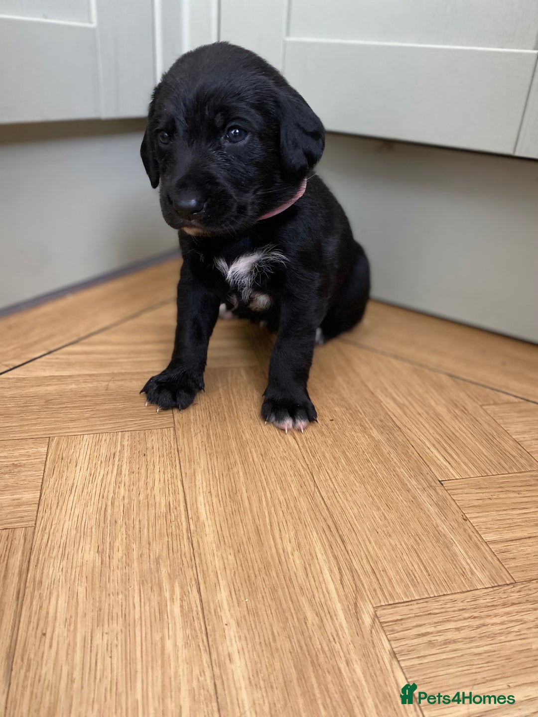 Mixed Breed dogs for sale: Beautiful pointer lab puppies!  - Image 28