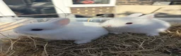 Netherland Dwarf rabbits for sale: Pure Netherland Dwarf Babies  - Advert 5