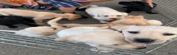 Labrador Retriever dogs for sale: Beautiful KC Registered Labrador Puppies  - Advert 7