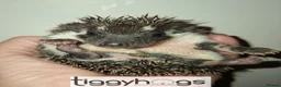 Pygmy Hedgehog rodents for sale: 4 Handsome Male African Pygmy Hedgehogs available  - Advert 1