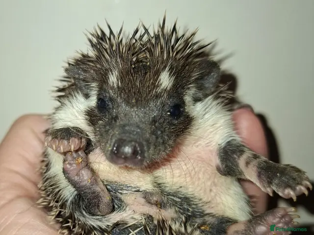 Pygmy Hedgehog rodents for sale: 4 Handsome Male African Pygmy Hedgehogs available - Advert 1