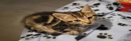 Mixed Breed cats for sale: Adorable kittens  in London - Advert 7