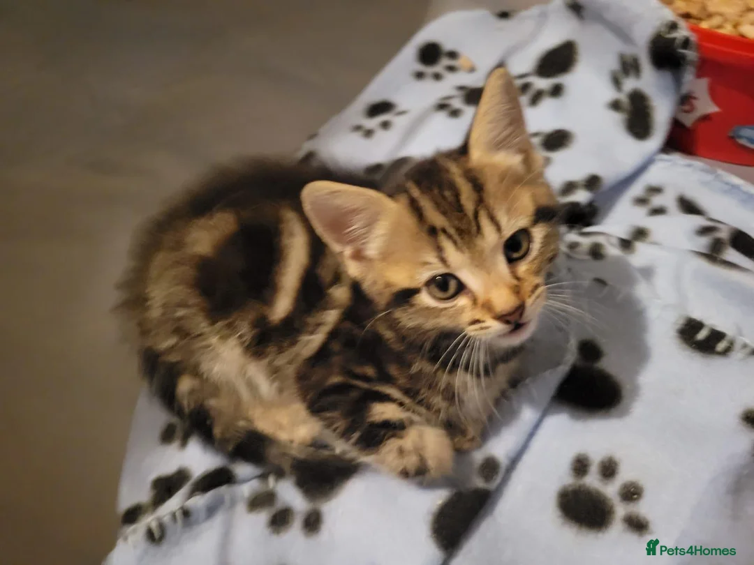 Mixed Breed cats for sale: Adorable kittens  in London - Advert 7