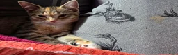 Mixed Breed cats for sale: Beautiful girl looking for her forever home in Newcastle - Advert 3
