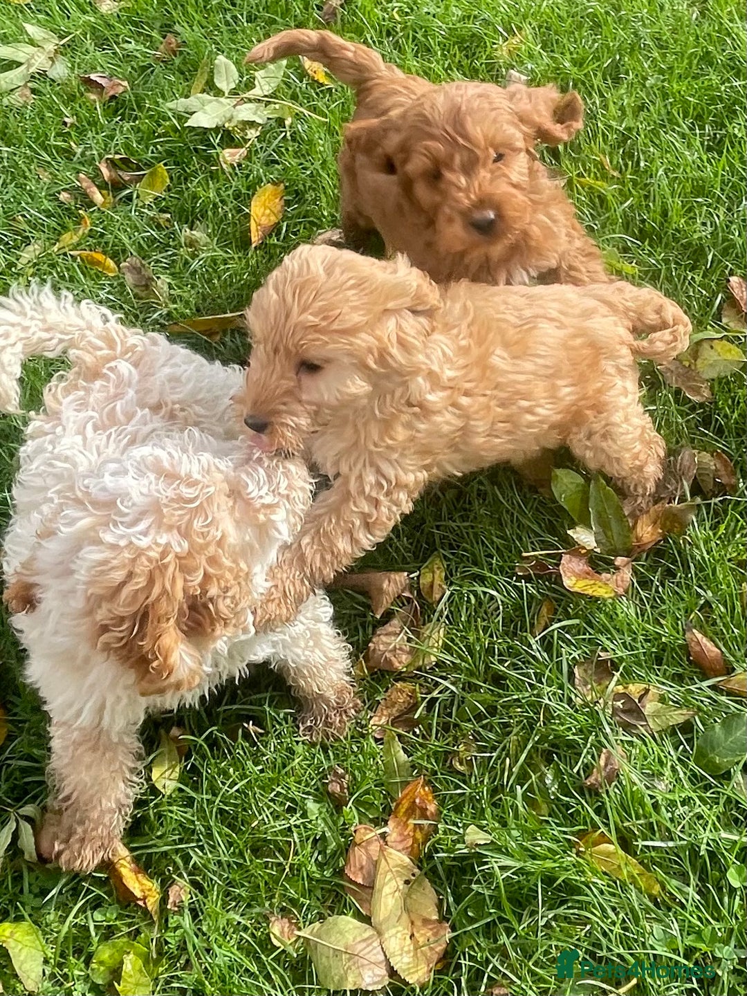 Cockapoo dogs for sale: Red Cockapoo puppies for sale - Image 18