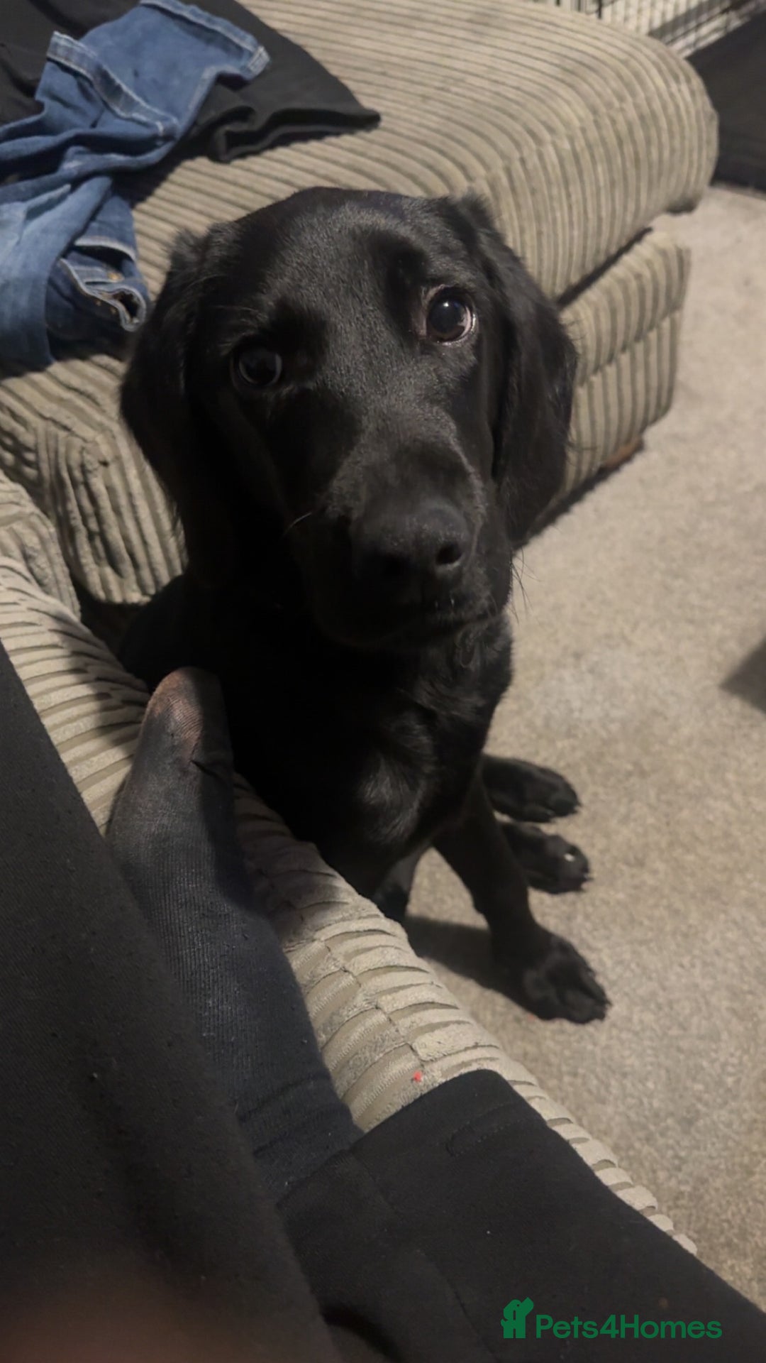 Labrador Retriever dogs for sale: Labrador retriever  - Advert 4