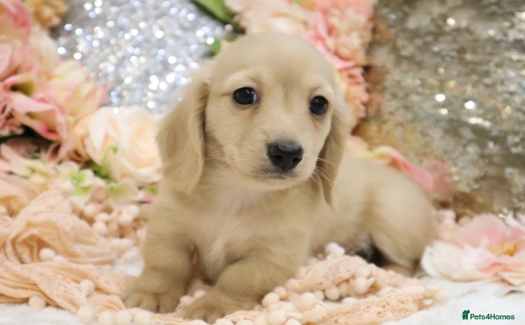 Miniature Dachshund dogs - Advert 2